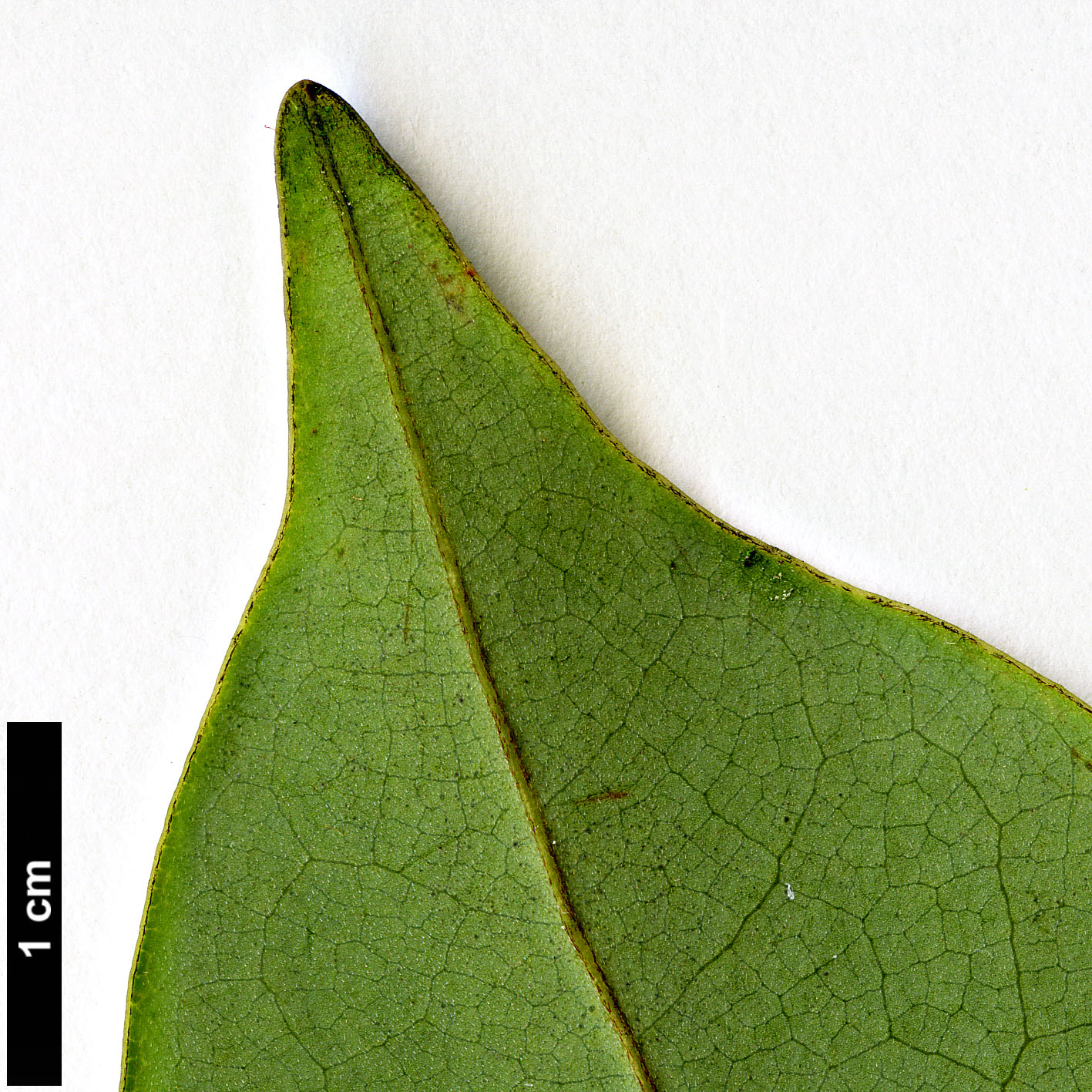 High resolution image: Family: Magnoliaceae - Genus: Magnolia - Taxon: cavaleriei - SpeciesSub: var. platypetala High resolution image: Family: Magnoliaceae - Genus: Magnolia - Taxon: cavaleriei - SpeciesSub: var. platypetala